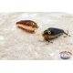 Cebo artificial Rapala fat Rap Shallow Runner SFR-5, 5 cm, 7 GR principal