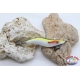 Totanare squ O-Zuri Squidig IG-10 PCs assorted-white