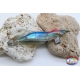 Totanare Yo-Zuri Squid Jig - 10 pz assortite - Azzurro