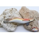 Totanare Yo-Zuri Squid Jig - 10 pz assortite - Giallo Rosso