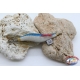 Totanare Yo-Zuri Squid Jig - 10 pz assortite - Celestino