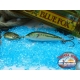 Bleu POUR VIB Vibra rap Rapala Finlande couleur: minno2