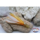 Trolling lures: kalice octopus head + feather + brill 10 cm "Simil" yes.06