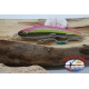 Artificial LIVEBAIT MINNOW, Z