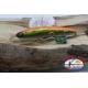 Artificial LIVEBAIT minNo Flo, Z