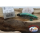 Artificiale LIVEBAIT MINNOW, Yo-zuri, floating, 7cm -7,5gr Col.ALSM-3