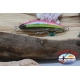 Artificiale LIVEBAIT MINNOW, Yo-zuri, floating, 7cm -7,5gr Col.ASD-anteprima