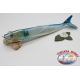 FL NISSING FISH, nisso-ZURI, 39 cm-750 gr ca. FC. BR66