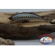 MINNOW EGI esca per calamaro , Yo-zuri, 11cm-18gr, floating, Col.C4-1