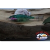 SQUID JIG ULTRA LENS, Yo-zuri, size: SS. Col.24-1