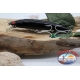 Artificiale TX Minnow, YO-ZURI,F309-BLM, 13cm-23gr, floating, col.BLM. AR.57