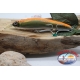 Livebait Minnow, Yo-zuri, R833-AGO, 13cm-28gr, floating, col.AGO. AR.30